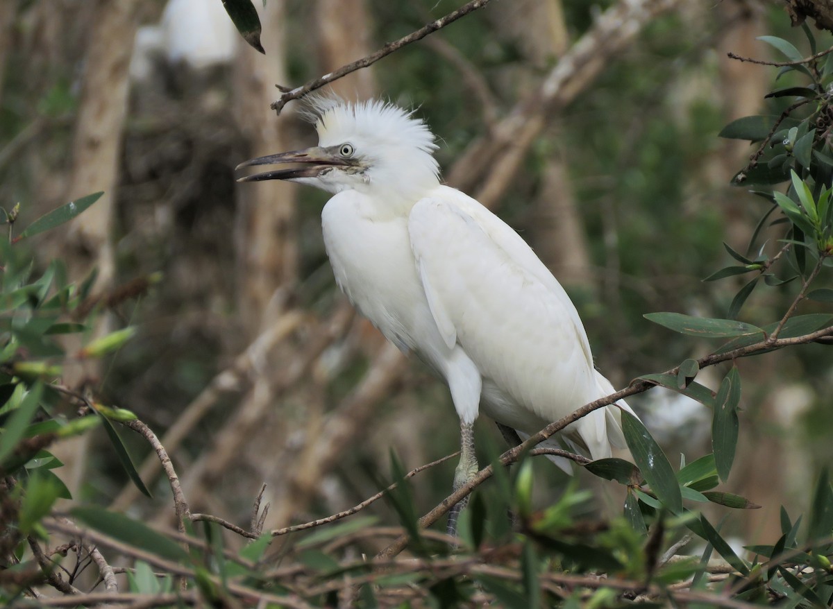 Western Cattle Egret - ML396414411