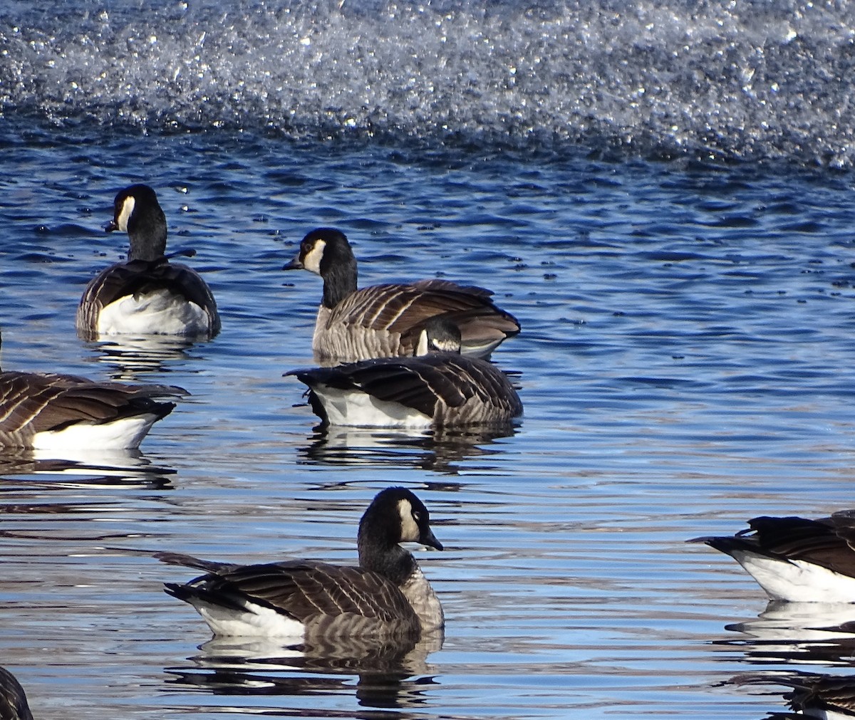 tanımsız Branta sp. - ML396416701