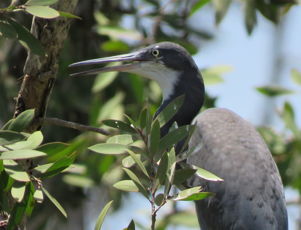 Western Reef-Heron - ML396416731