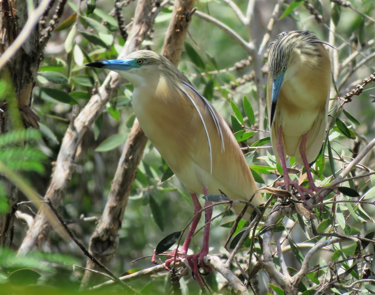 Squacco Heron - ML396416781