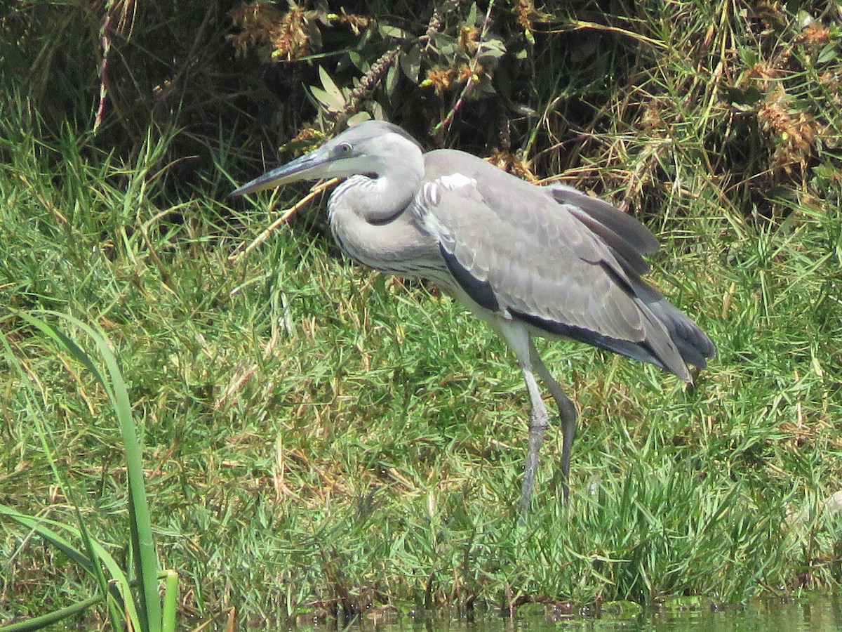 Gray Heron - ML396417071