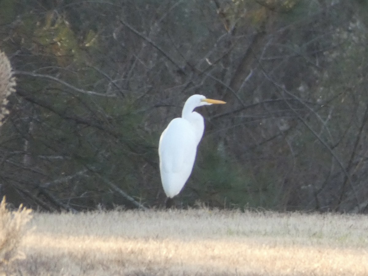 Great Egret - ML396420291