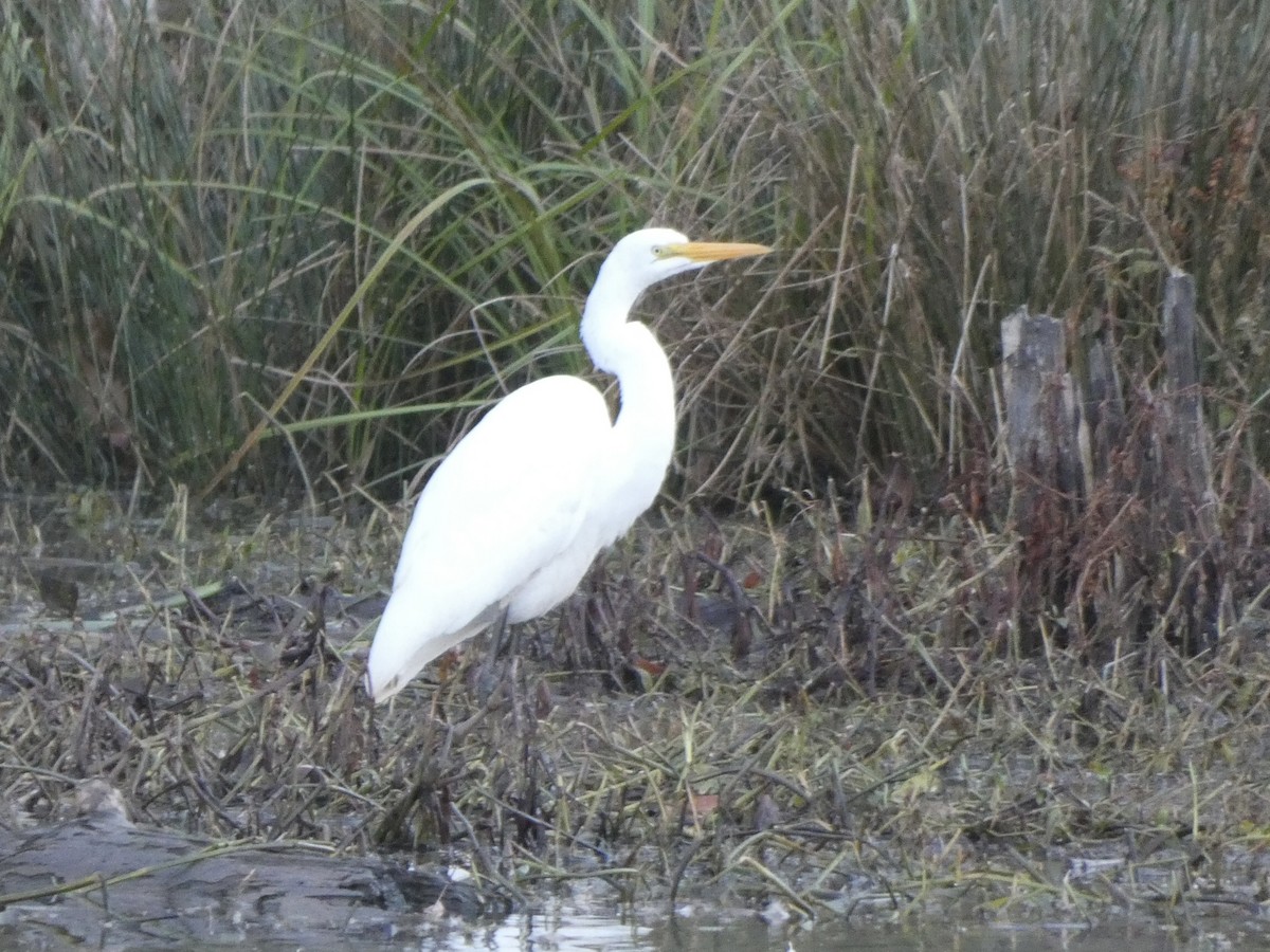 Great Egret - ML396420371