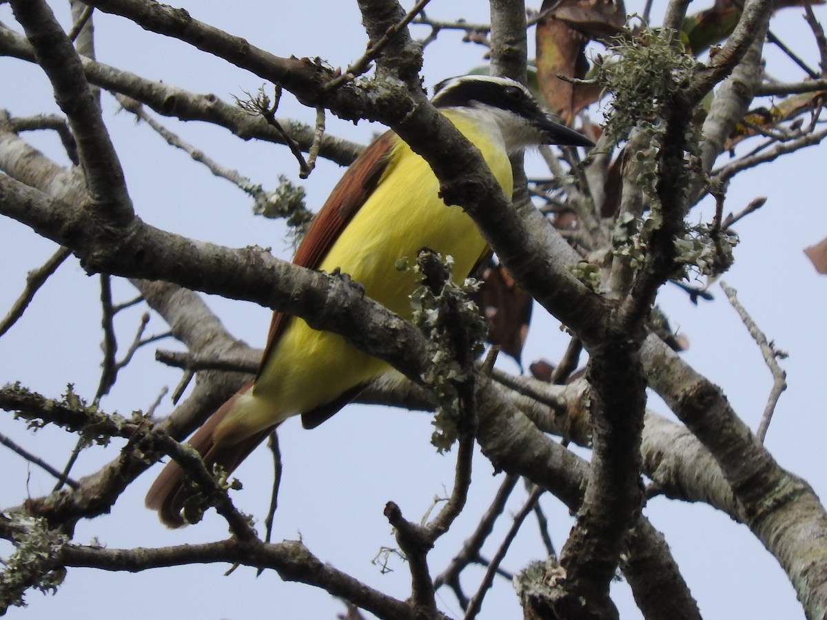 Great Kiskadee - ML396425081