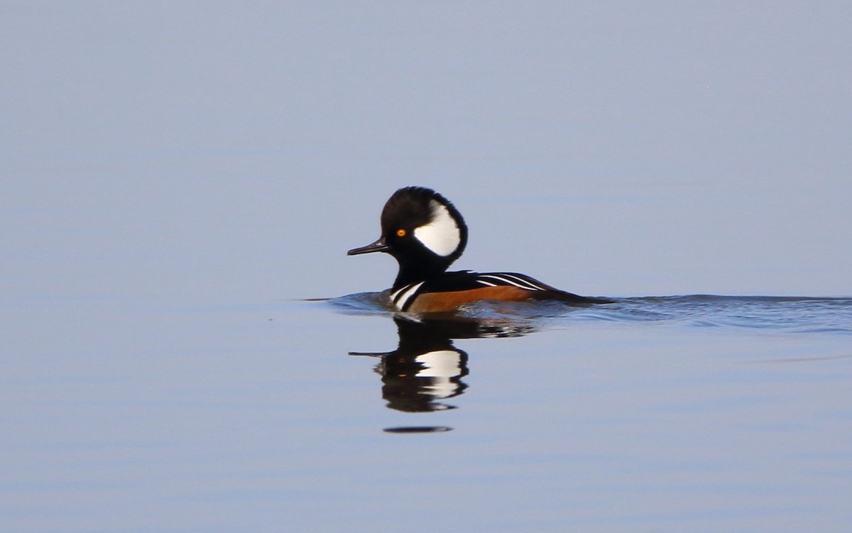 Hooded Merganser - ML396426121