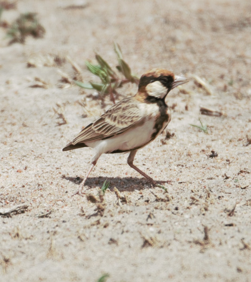 Fischer's Sparrow-Lark - ML396427791