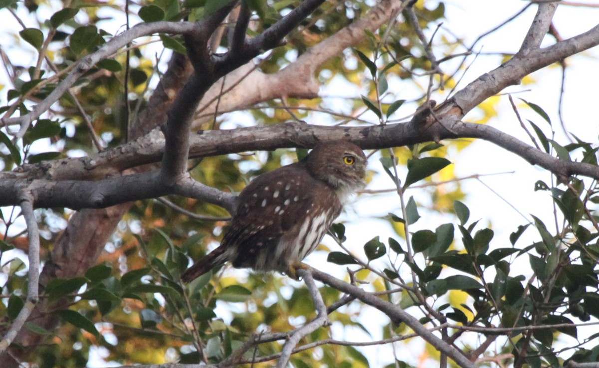 Ferruginous Pygmy-Owl - ML396427831