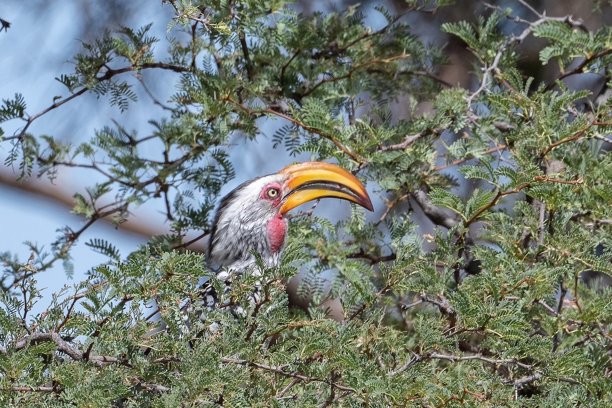 Southern Yellow-billed Hornbill - ML396428721