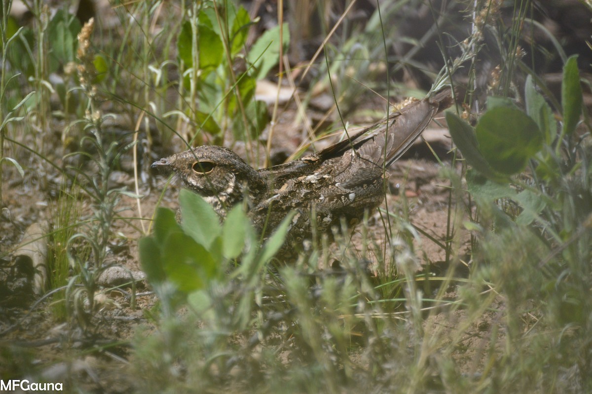 Scissor-tailed Nightjar - ML396429351