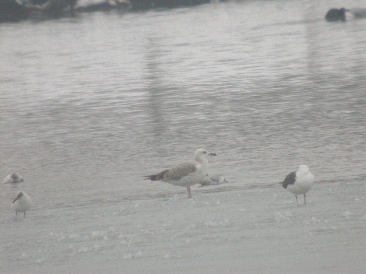 Caspian Gull - ML396431341