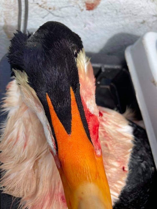 Common Eider (Pacific) - ML396431481