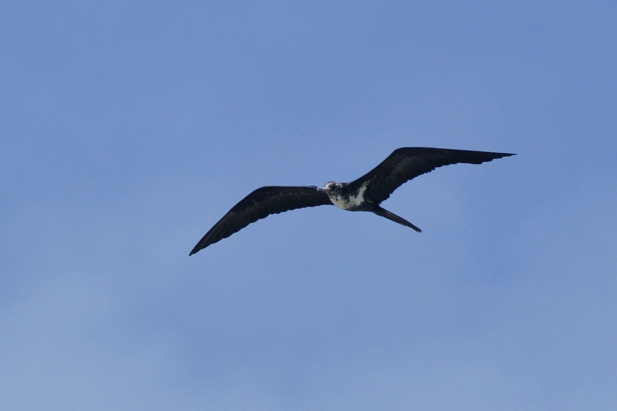 Lesser Frigatebird - John Doty