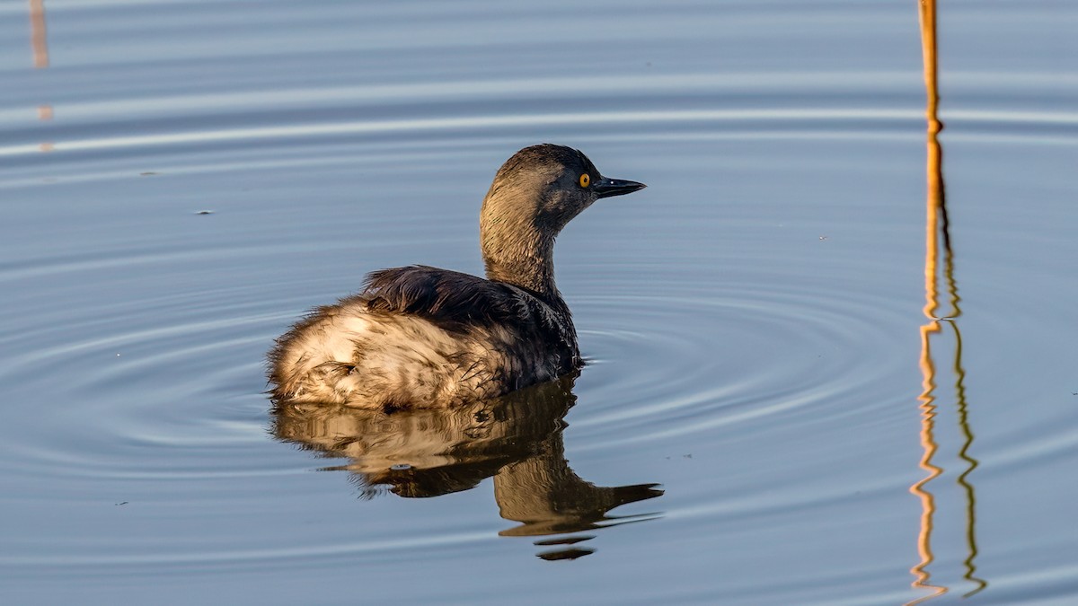 Least Grebe - ML396432011