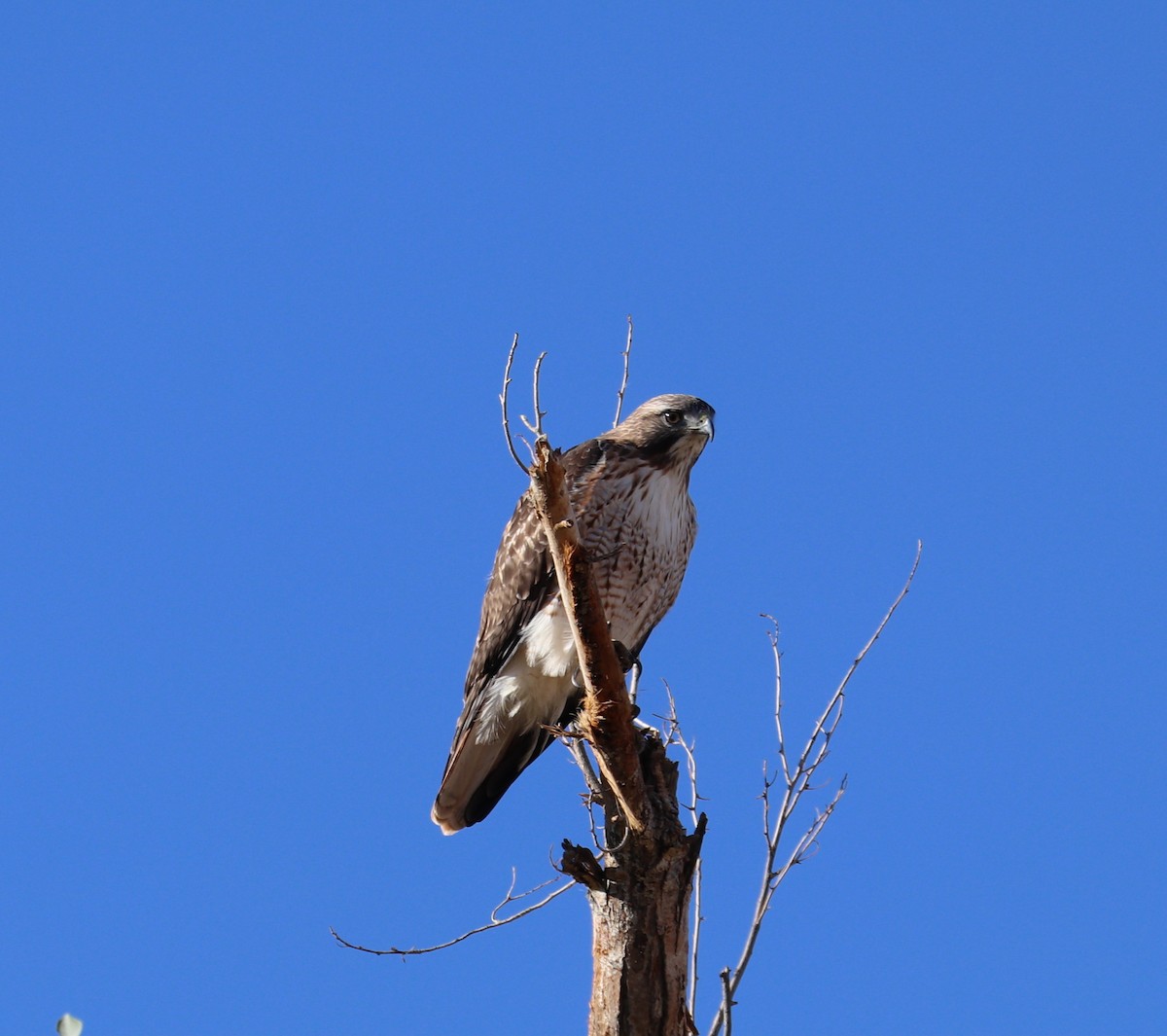 Red-tailed Hawk - ML396432531