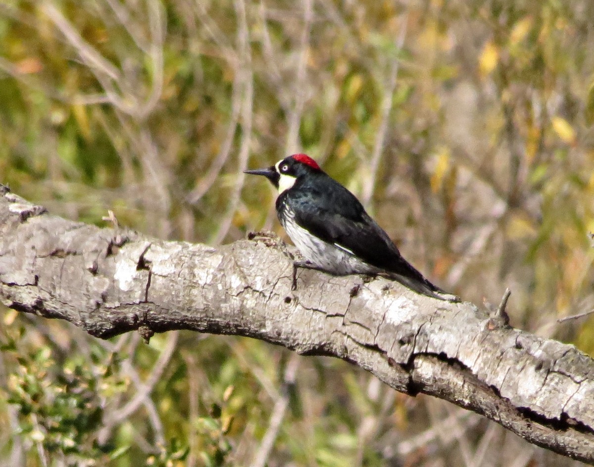 Acorn Woodpecker - ML396432651