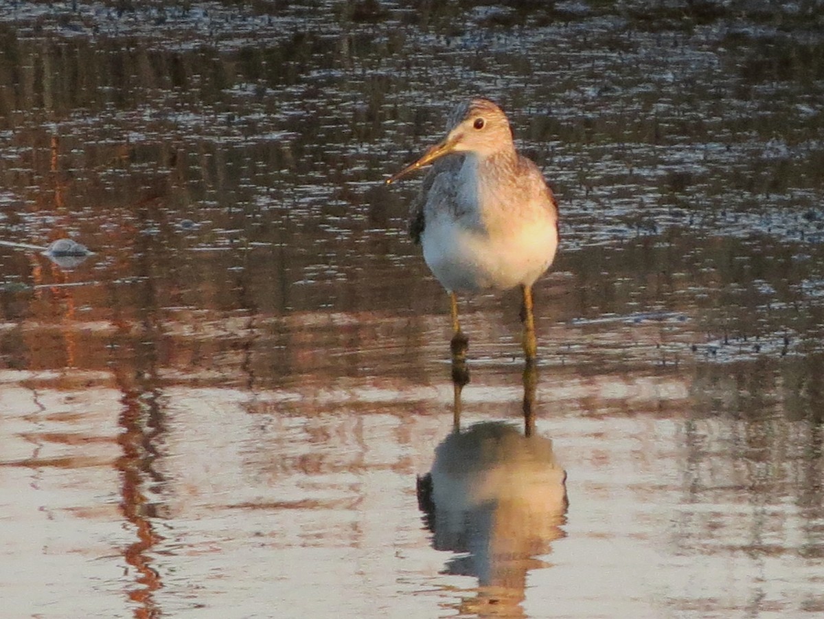 Greater Yellowlegs - ML396433001