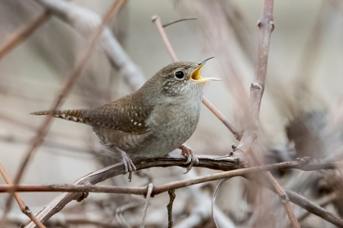 Northern House Wren - Sue Barth