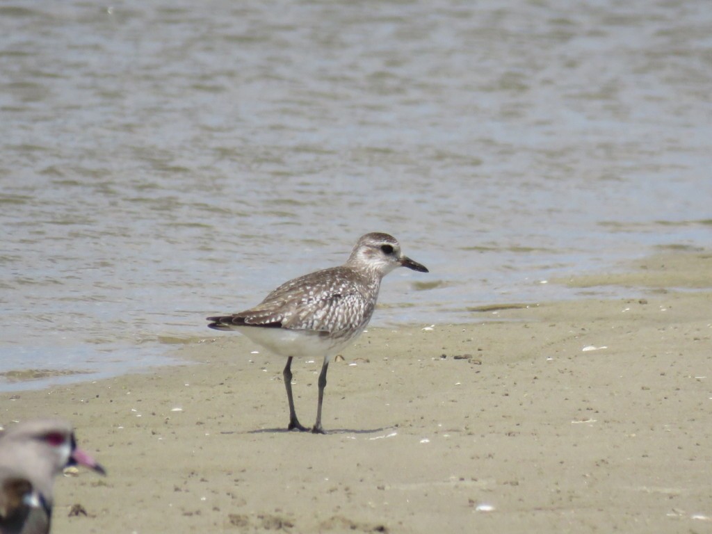 Black-bellied Plover - ML396433921