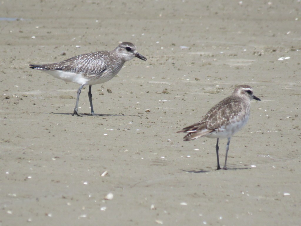 Black-bellied Plover - ML396433931