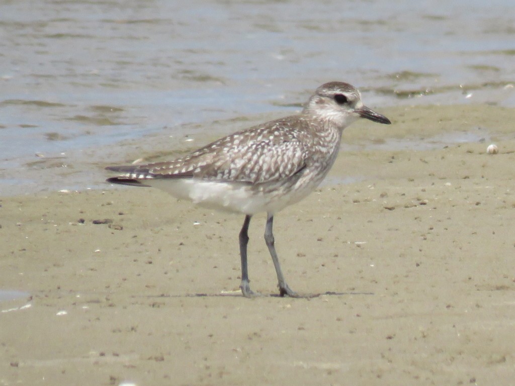 Black-bellied Plover - ML396433941