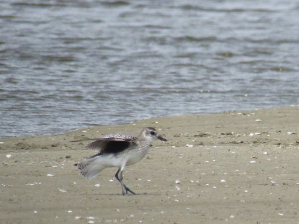 Black-bellied Plover - ML396433981