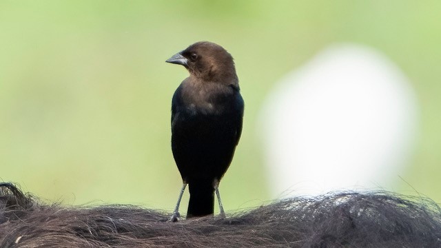 Brown-headed Cowbird - ML396435431