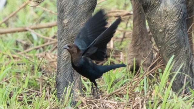 Brown-headed Cowbird - ML396435451