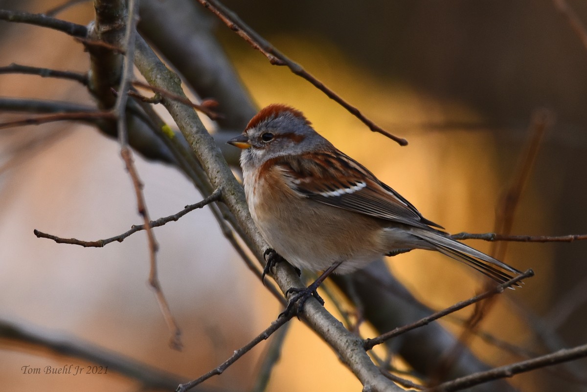 American Tree Sparrow - ML396435861