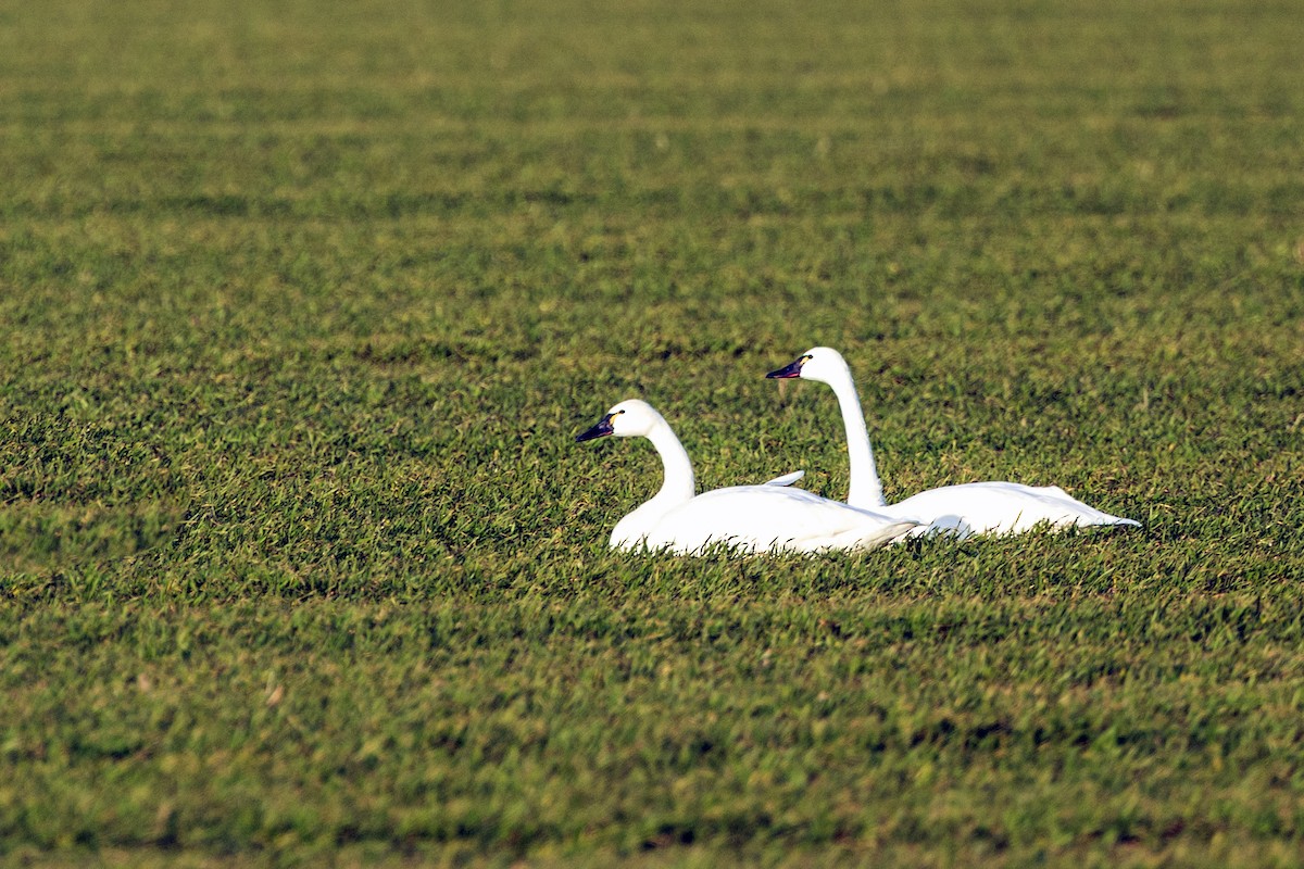 Tundra Swan - Sherman Garnett