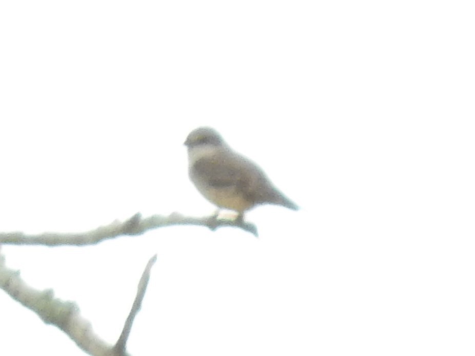 Vermilion Flycatcher - ML396437661