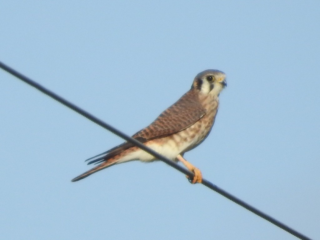 American Kestrel - Michael Dolfay