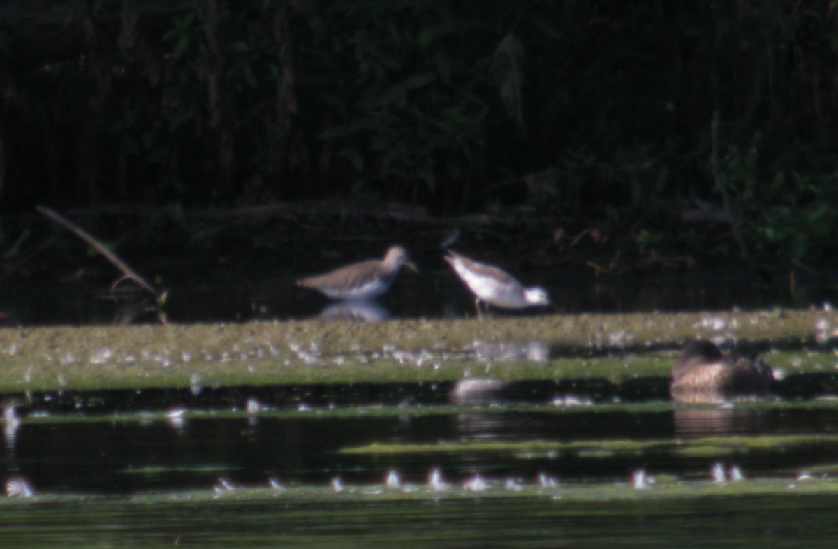 Wilson's Phalarope - ML396439041