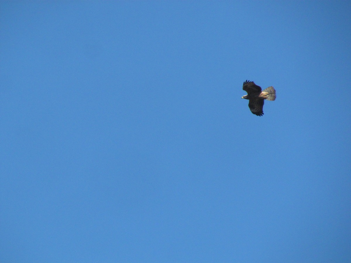 European Honey-buzzard - ML396439501