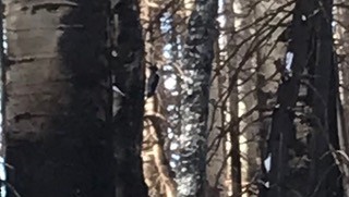American Three-toed Woodpecker (Rocky Mts.) - ML396441351