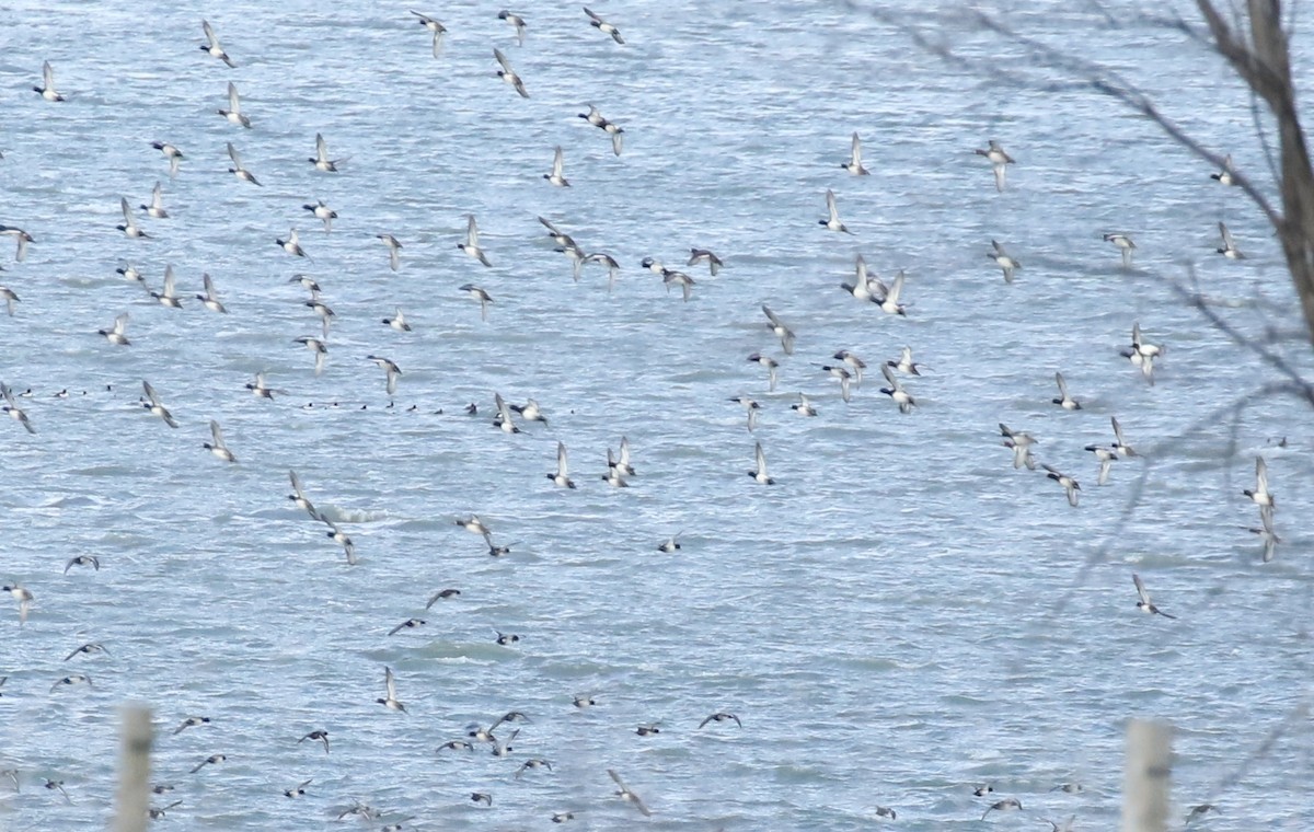 Greater/Lesser Scaup - ML39644221