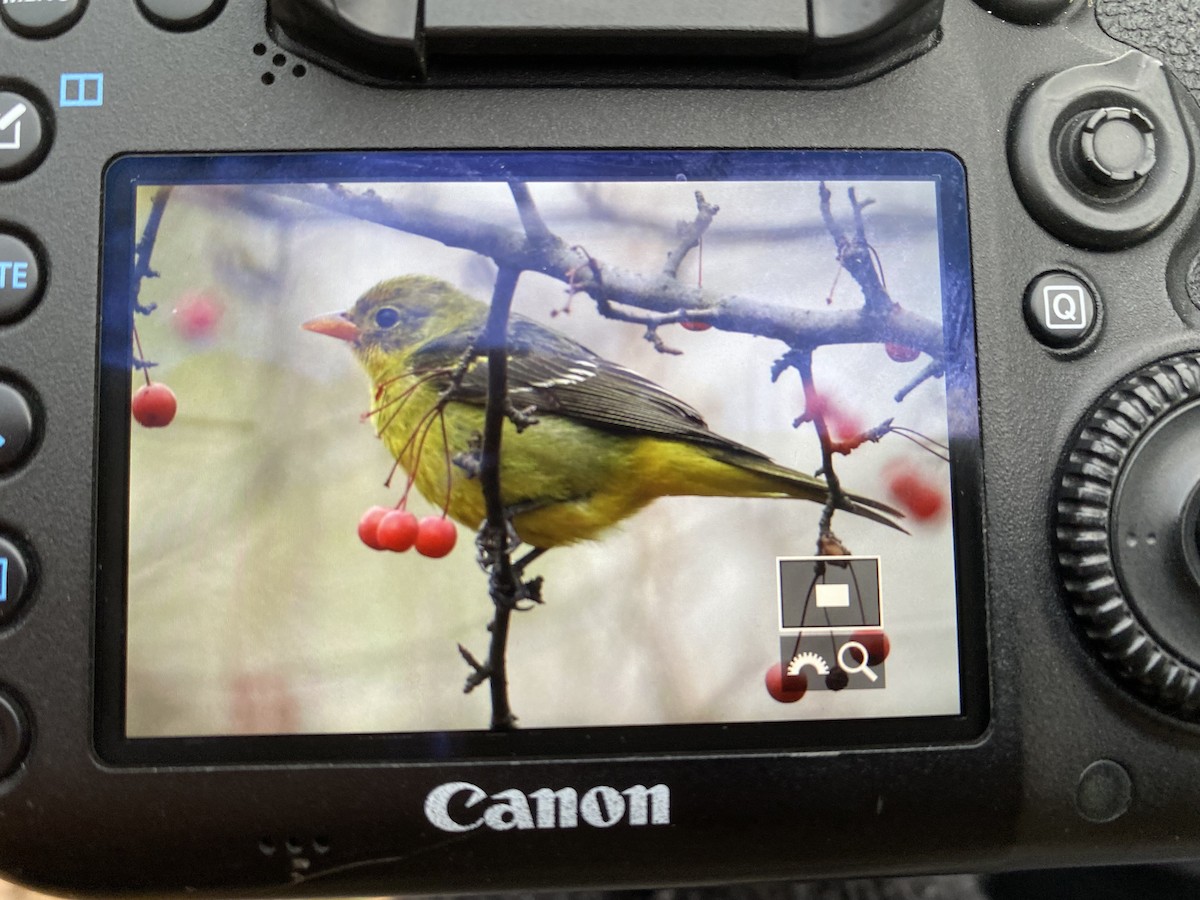 Western Tanager - ML396443711