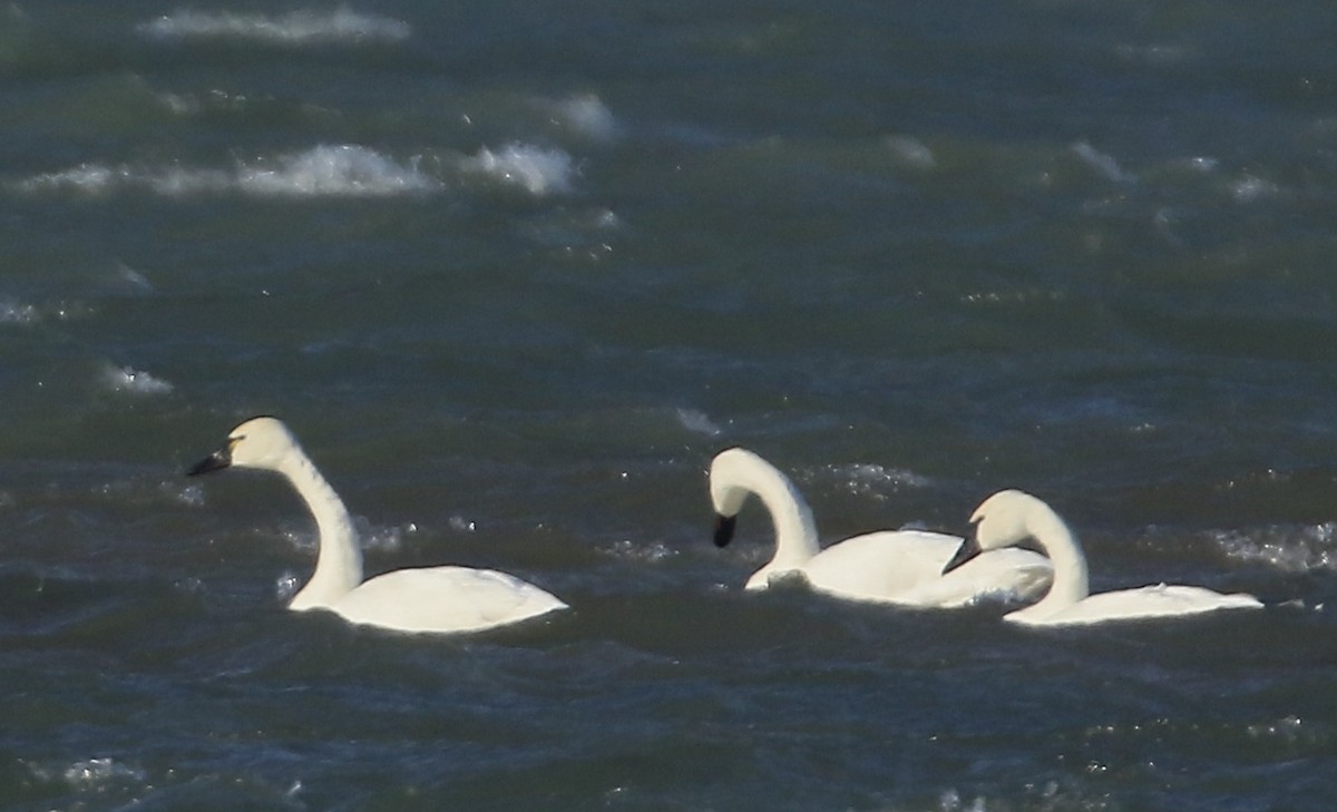 Tundra Swan - ML396443821