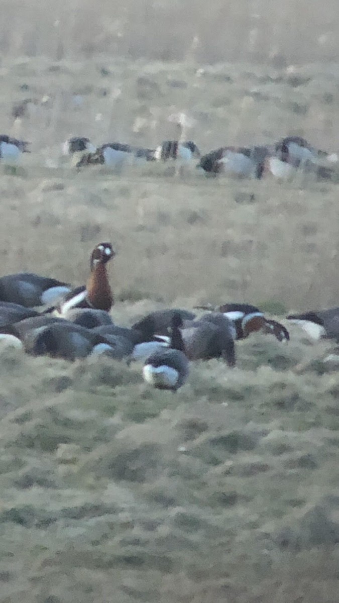 Red-breasted Goose - ML396446061