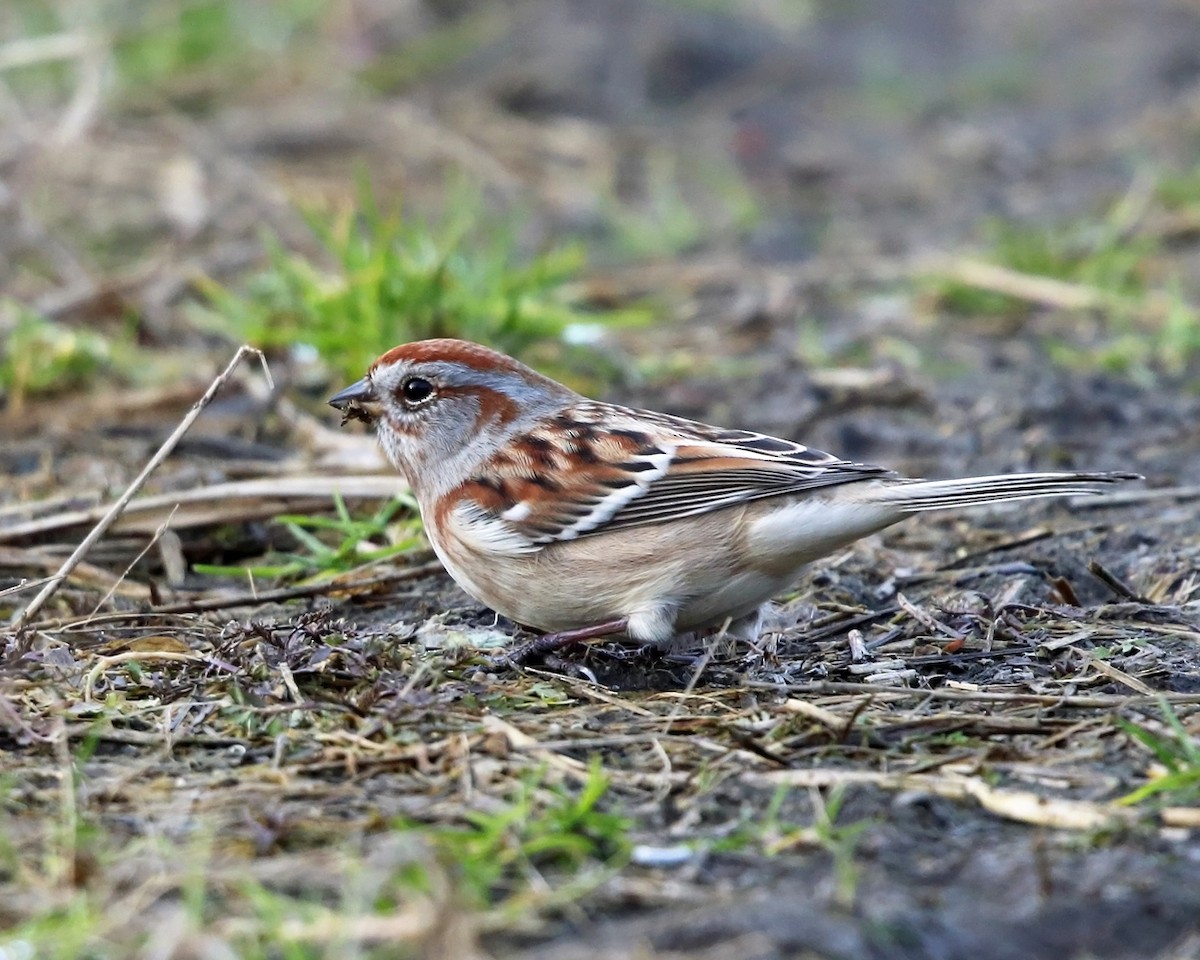 American Tree Sparrow - ML396447131