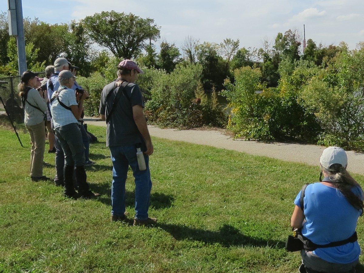 Kirtland's Warbler - Joel Martin