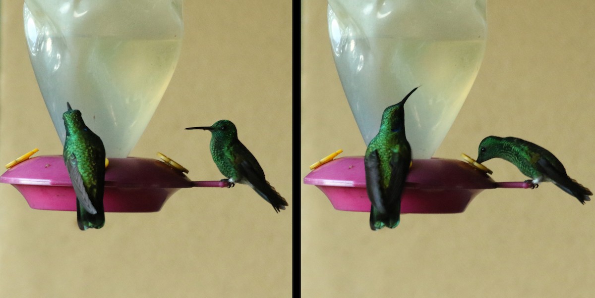 Blue-vented Hummingbird - ML39644741