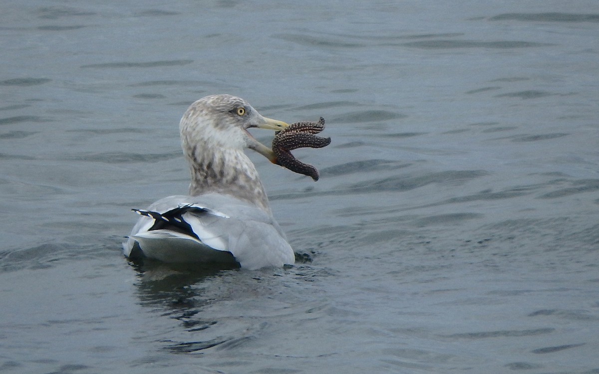 Herring Gull - ML396448091