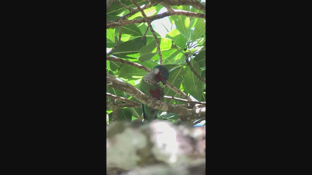 Painted Parakeet (Todd's) - ML396449571