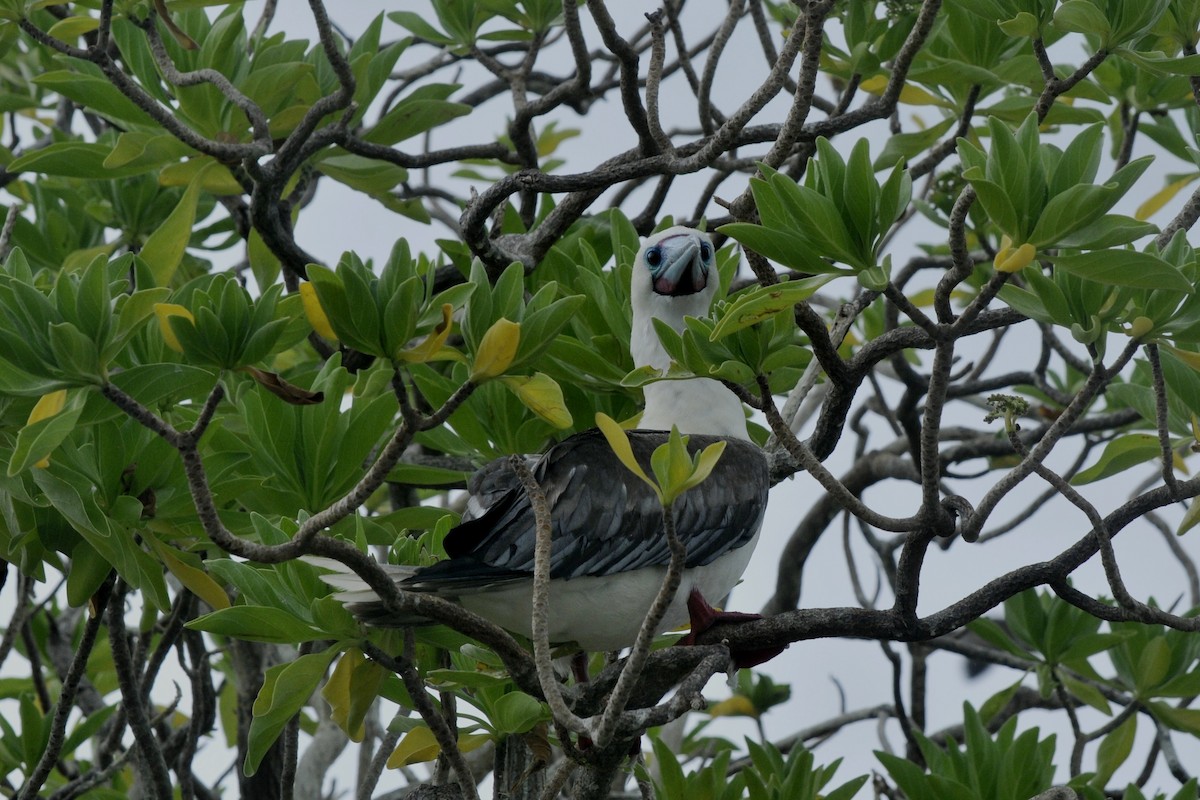 Red-footed Booby - John Doty