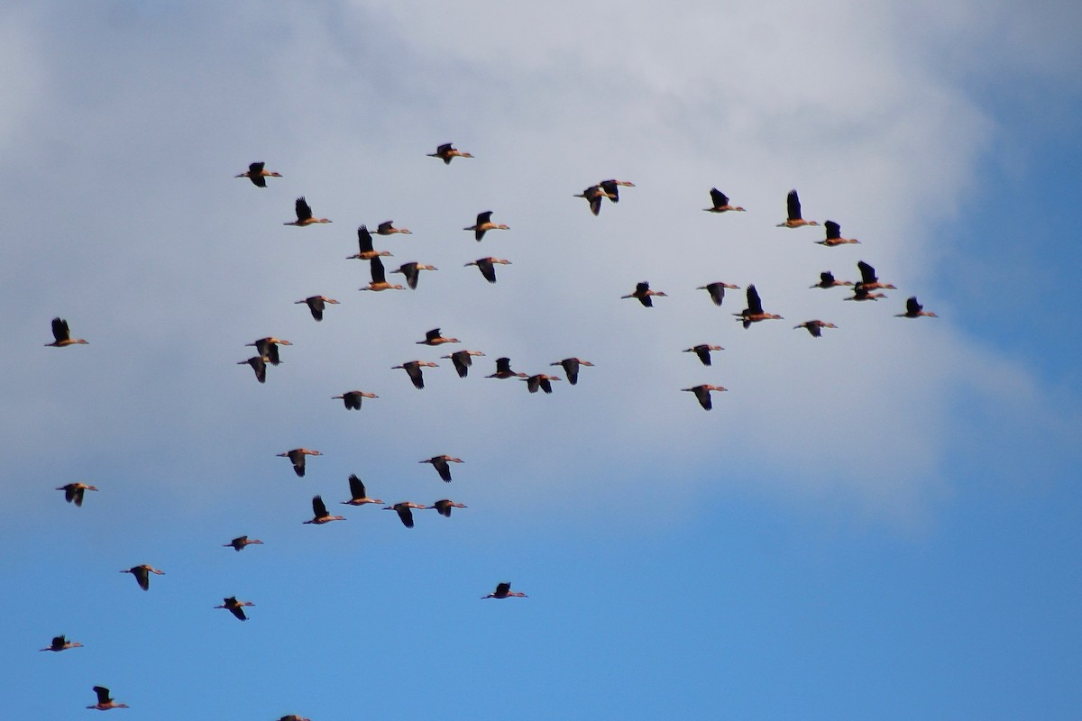 Fulvous Whistling-Duck - Will Johnson