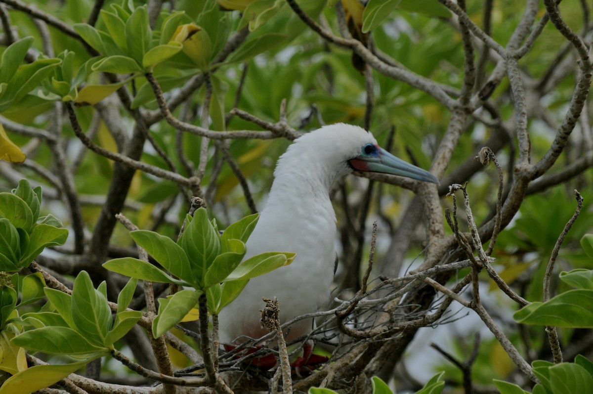 Red-footed Booby - John Doty