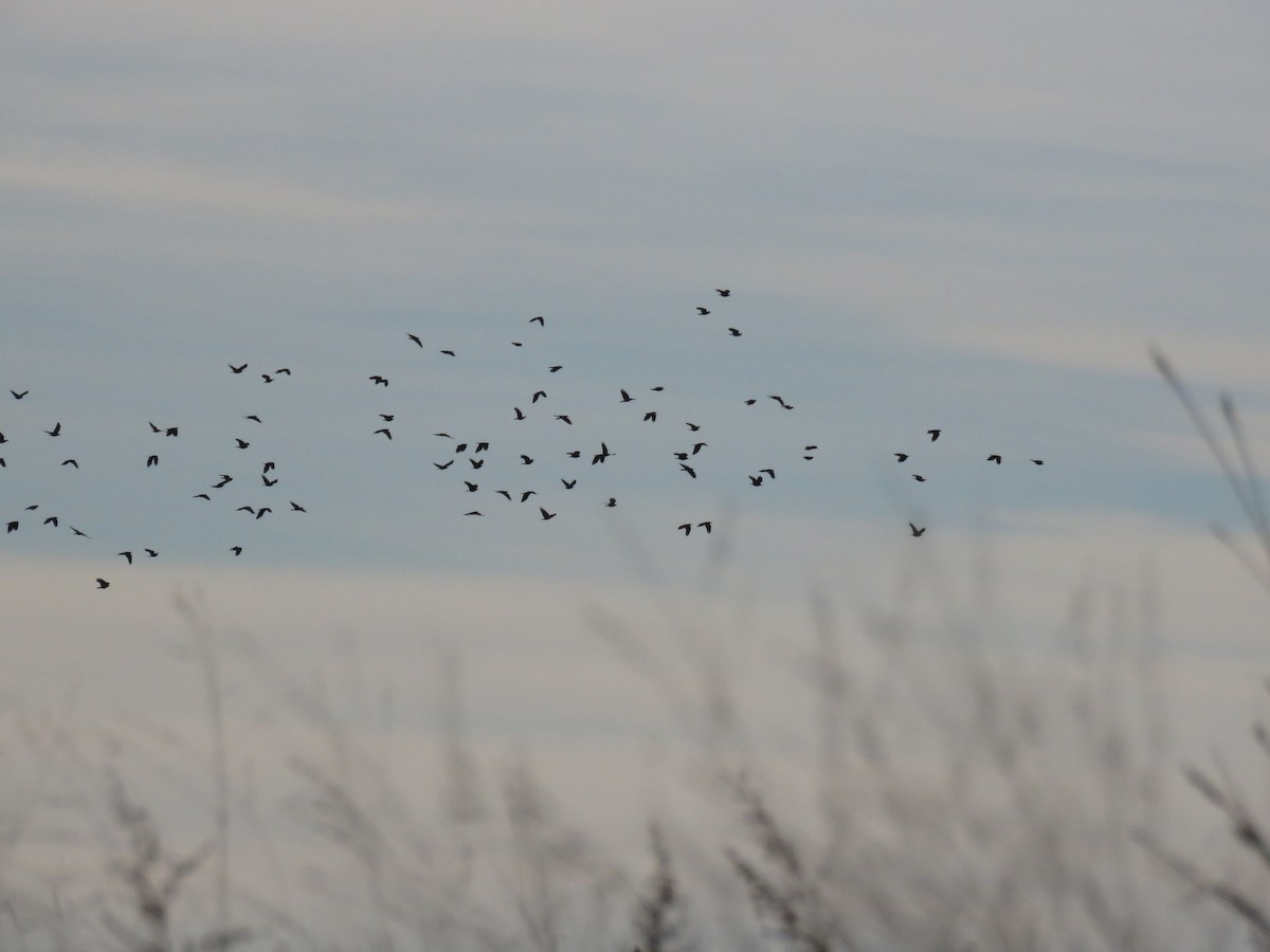 crow sp. - ML396450411