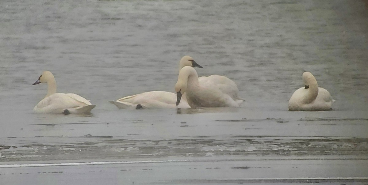 Tundra Swan - Daniel Casey