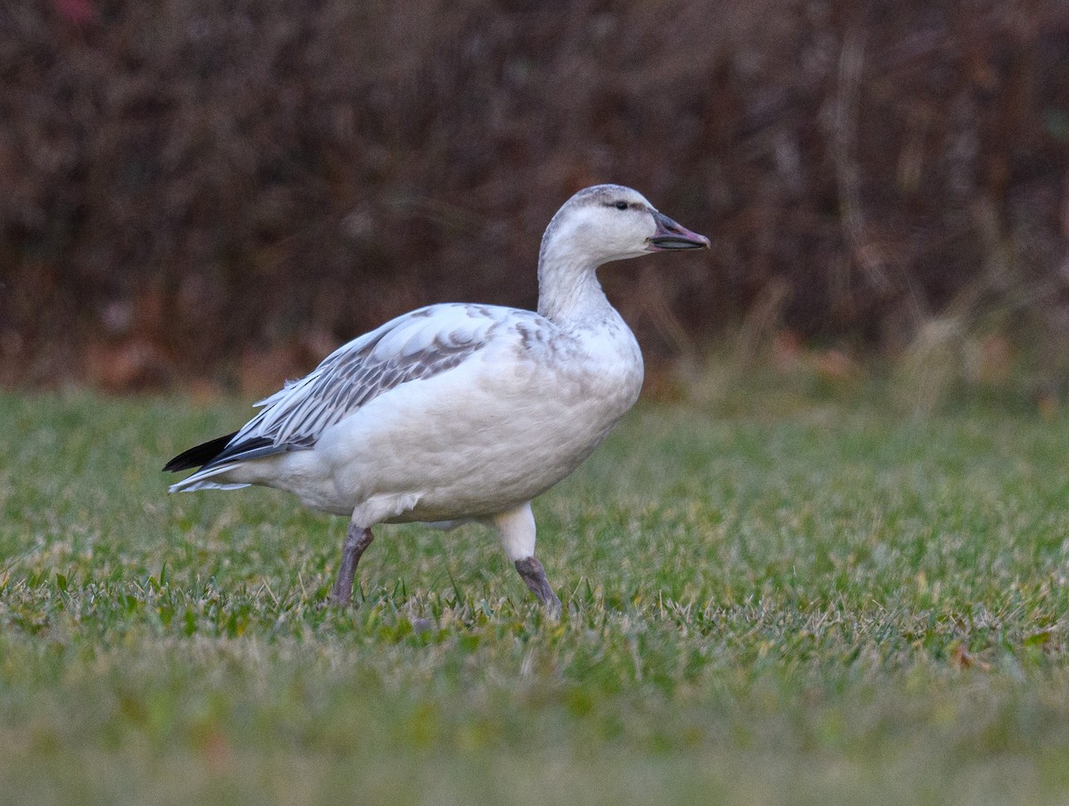 Snow Goose - ML396450681