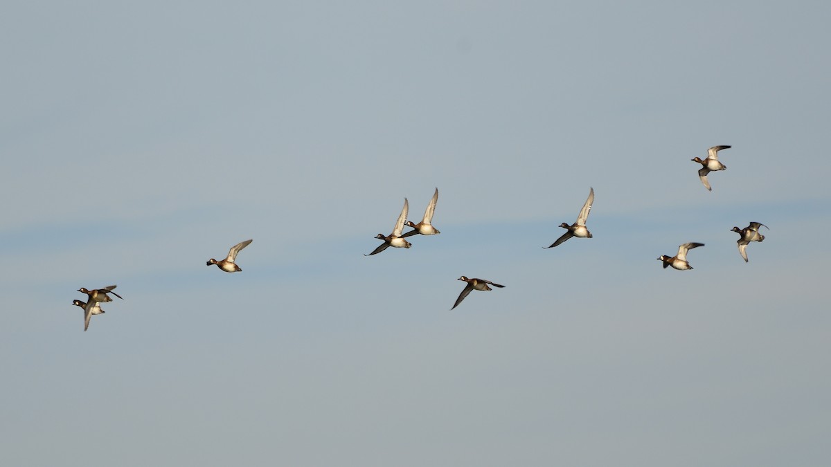 Lesser Scaup - ML396450801